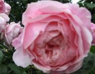 The Alnwick Rose Foto Brandt