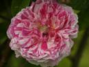Rose Tricolore de Flandre Foto Rusch