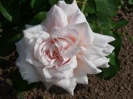 Rose Turnvater Jahn Foto Groenloof