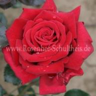 Rose Velvet Alibi Foto Schultheis