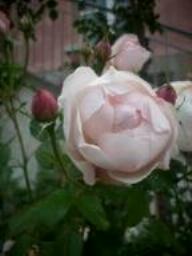 Rose Vichy Foto Myroses