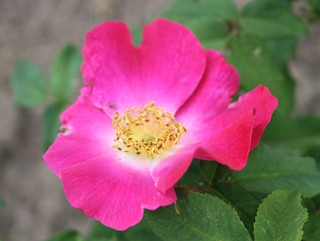 Rose Viggo  Foto Groenloof