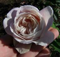 Rose Viola Foto Myroses