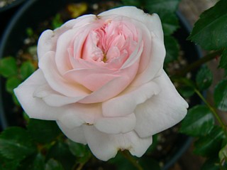 Rose Weetwood Foto Groenloof