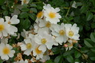 Rose Weiße Immensee Foto Wikipedia