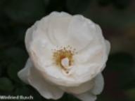 Rose Weisse Wolke Foto Rusch