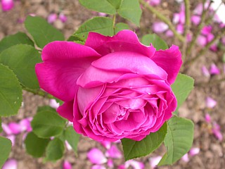 Rose Wendershausen  Foto Groenloof