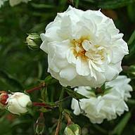 Rose White Dorothy Foto Vierländer Rosenhof