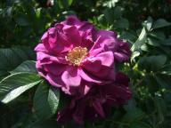 Rose Wild Eagle Foto Myroses