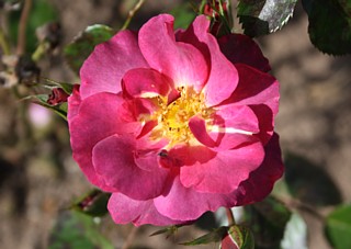 Rose Wild Rover Foto Groenloof