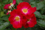 Rose Wilhelm Foto Wikipedia