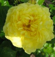 ROse Yellow Meilowe Foto Brandt