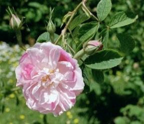 Rose York and Lancaster Foto Brandt