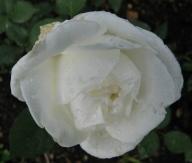 Rose Youki San Foto Mail-Brandt