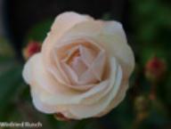 Rose Yvette Foto Rusch