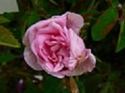 Rose Zaire Foto Groenloof