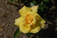 Rose Zitronenjette