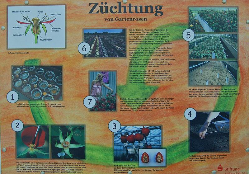 Infoschild zur Rosenzüchtung im Rosarium Uetersen Foto Wikipedia