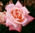 Rose Mother für Rosenkalender