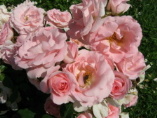 Rose Rosenprofessor Sieber für Rosenpersönlichkeiten 