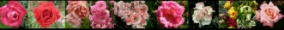 Rosenwelt