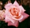 Rosenkalender - Mit Rosen durch das Kalenderjahr