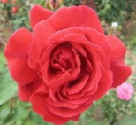 Rose Duftparadies für Rosensorten
