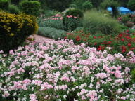 Rosengarten Noack Gütersloh Foto Brandt