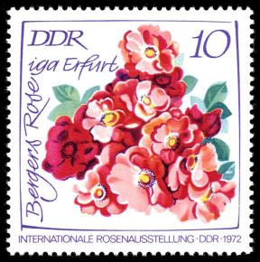 DDR Briefmarke Bergers Rose Foto Wikipedia
