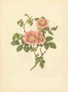 Rose laxa Foto Wikipedia